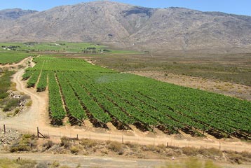 Cape vineyards