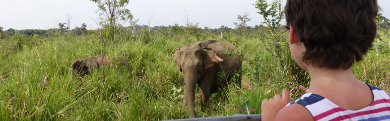Elephants at Habarana Huluru Eco Park