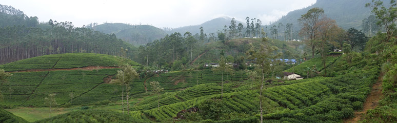 Tea plantations between Hatton and Nanuoya