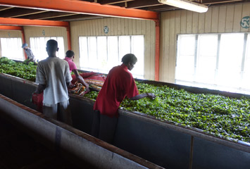 Drying the tea leaves