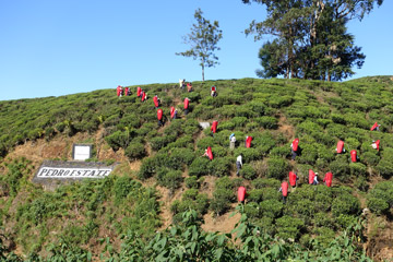 Tea pickers on the Pedro Estate