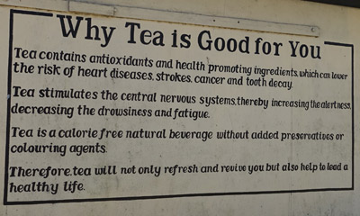 Why Tea Is Good For You