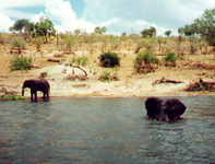 Elephants on the Chobe River, Botswana