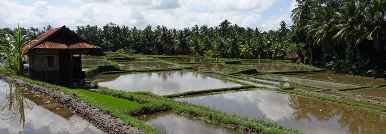 The rice paddies of Ubud