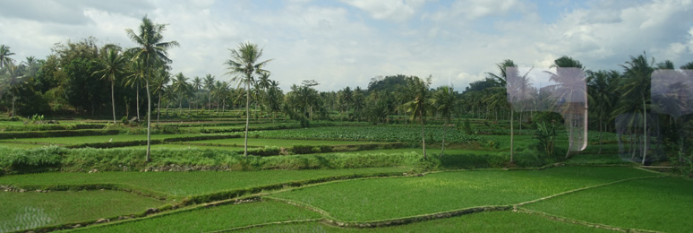 Great scenery from the train in eastern Java