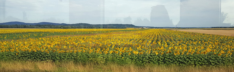Sunflowers seen from the train from Budapest to Zagreb