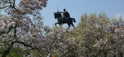 Magnolia blossom in Zagreb