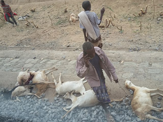 A herd of dead goats