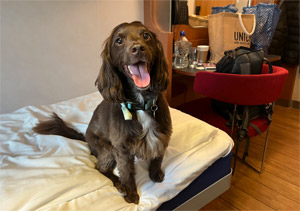 Train travel with large dog cheap