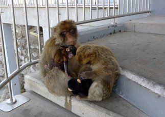 Gibraltar's apes