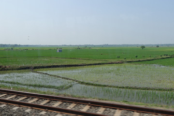 Rice fields