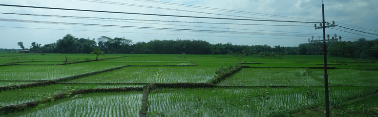 More rice fields