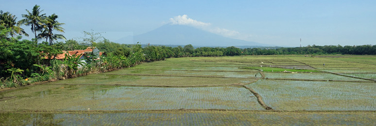 Rice fields and Mt Cereme seen from the train