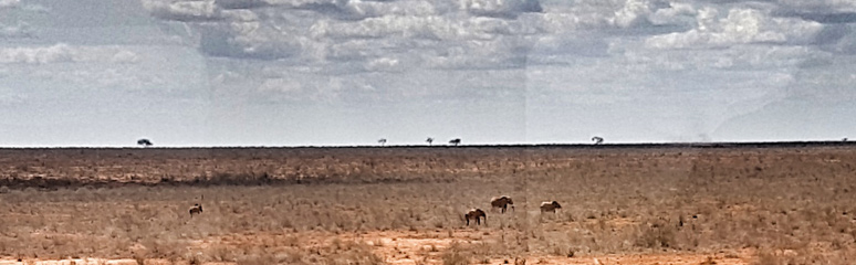 Elephants seen from the Nairobi-Mombasa train