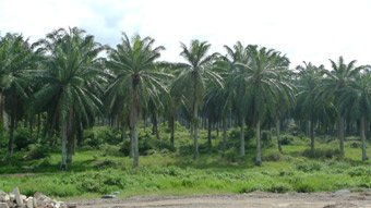 Palm oil plantations seen from the train between Kuala Lumpur & Butterworth