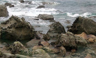 Spot the seals from the train!