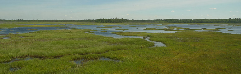 Waterlogged scenery