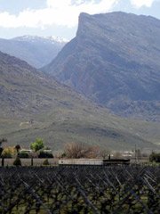 Cape vineyards and mountains seen from the train