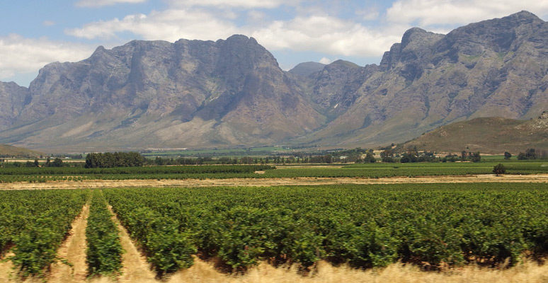Cape wine region from the train