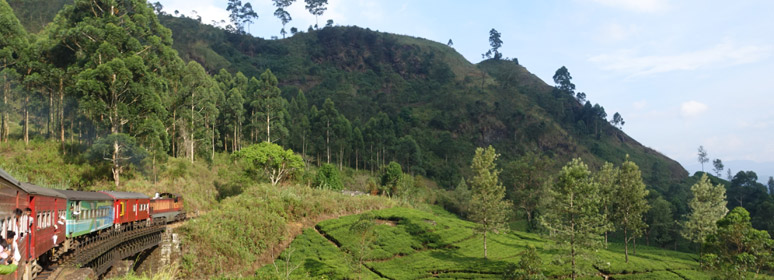 Train 1007 in tea country