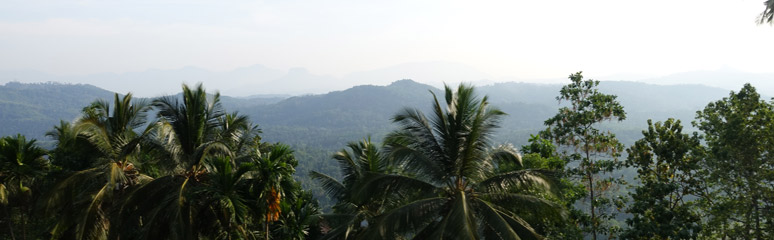 Scenery from the train