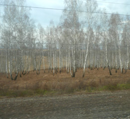 Siberian birch trees!