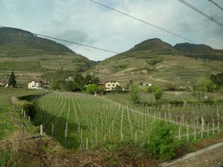 Scenery (and vineyards!) on the Brenner route