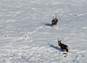 Stags seen from the West Highland Line train