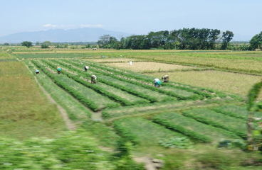People working in the fields