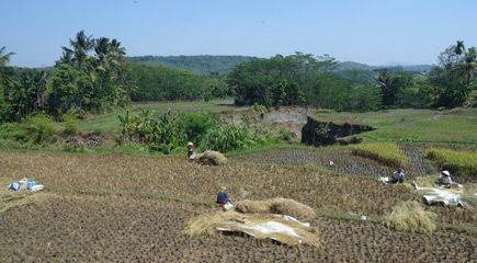 Working in the fields