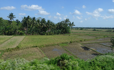 Palm trees and rice fields