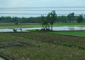 Rotor cultivator in the fields