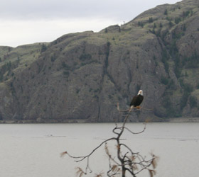 Osprey seen from the Rocky Mountaineer