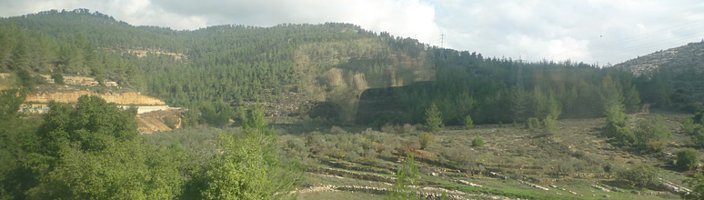 Colline e ulivi