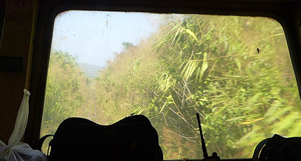 The line to Dawei almost covered by jungle