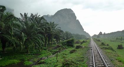 Yet more Thai scenery from the train