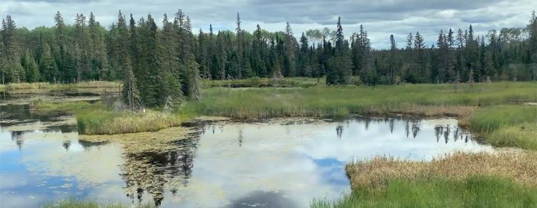 Scenery from the train in the Shield